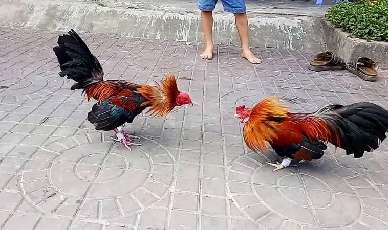 Sảnh Đá Gà Sabong Tại ManClub quy tụ nhiều chiến kê dũng mãnh